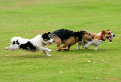 hunde
